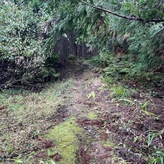 林の中へ　鬱蒼としてます