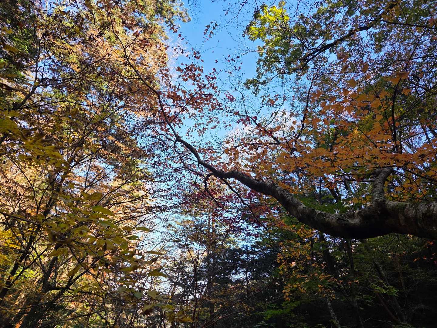 木山内岳 往復コースの写真