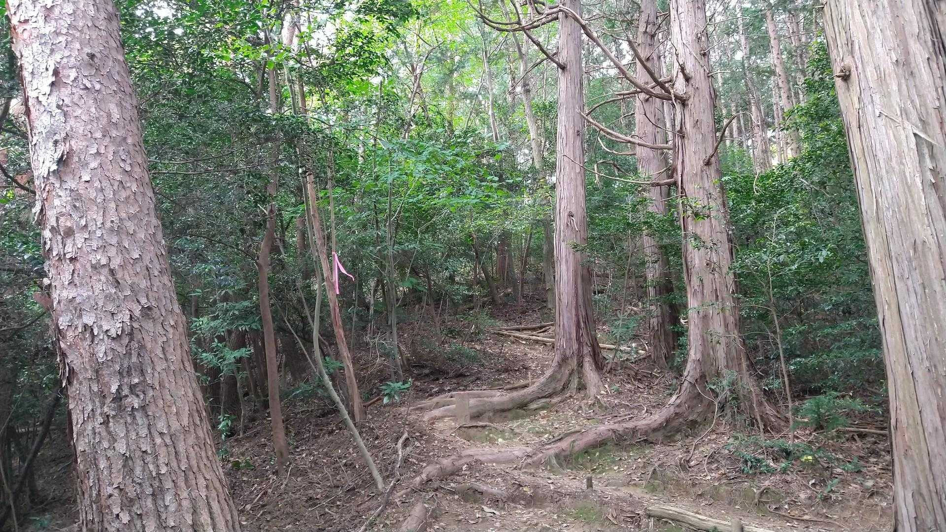 三登谷山 周回コースの写真