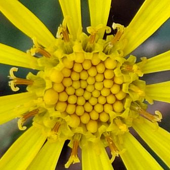 その🌼アップ👀
   ⇒クルリンパ🌀