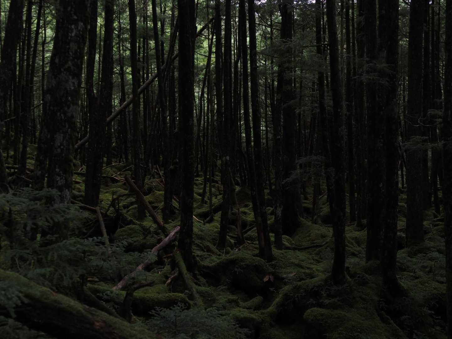 空が暗くなると雰囲気が変わります🌳