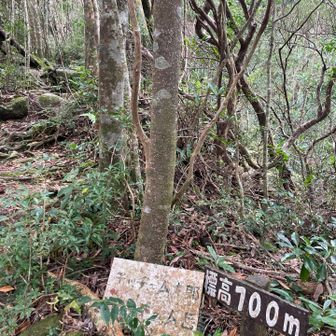 700m、樹林帯が続きます。眺めはありませんが、雨のなか、静かな山歩き。