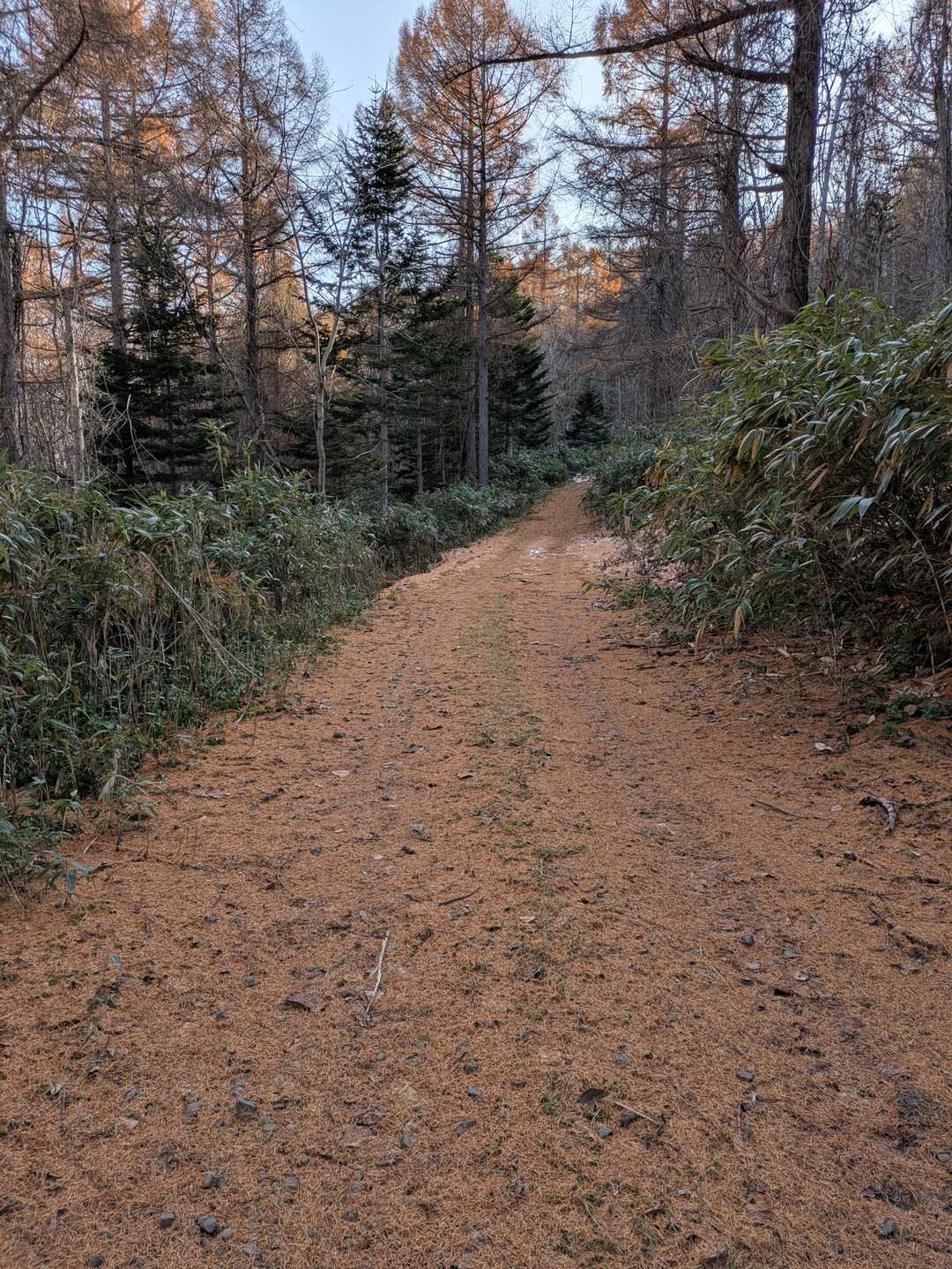 松の落ち葉の林道を進みます
