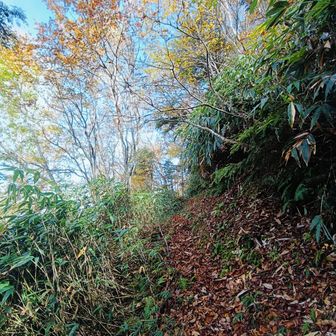 再び、熊の湯スキー場⛷️方面へ
熊の気配は感じませんでしたが、🔔注意⚠️