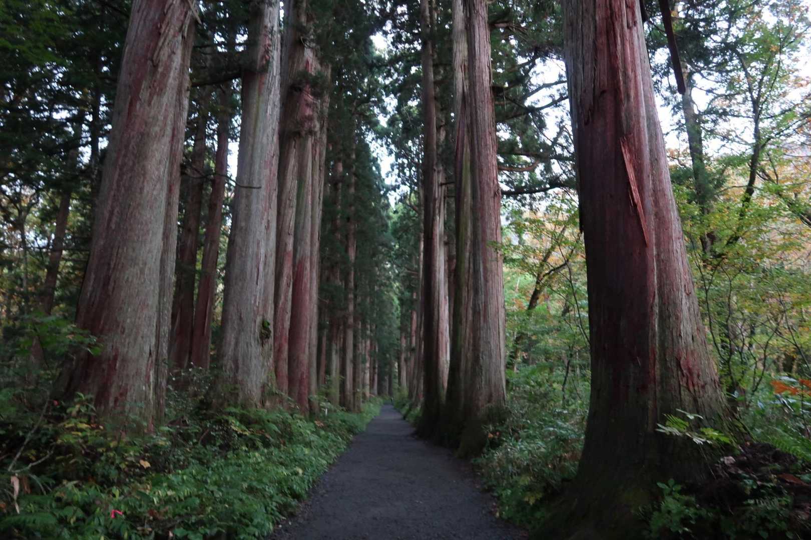 樹齢４００年の杉の大木に囲まれた神秘化な参道を進む。身が清められた様な気分に😊