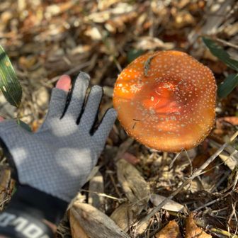 やばいやつ見つけた
やぁ、ずいぶんおがったね〜
と、北海道も出るデカさw