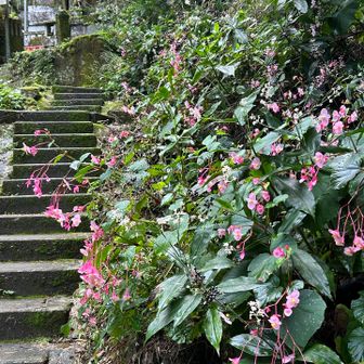 シュウカイドウ。中に紛れてヤブミョウガの実と花も…