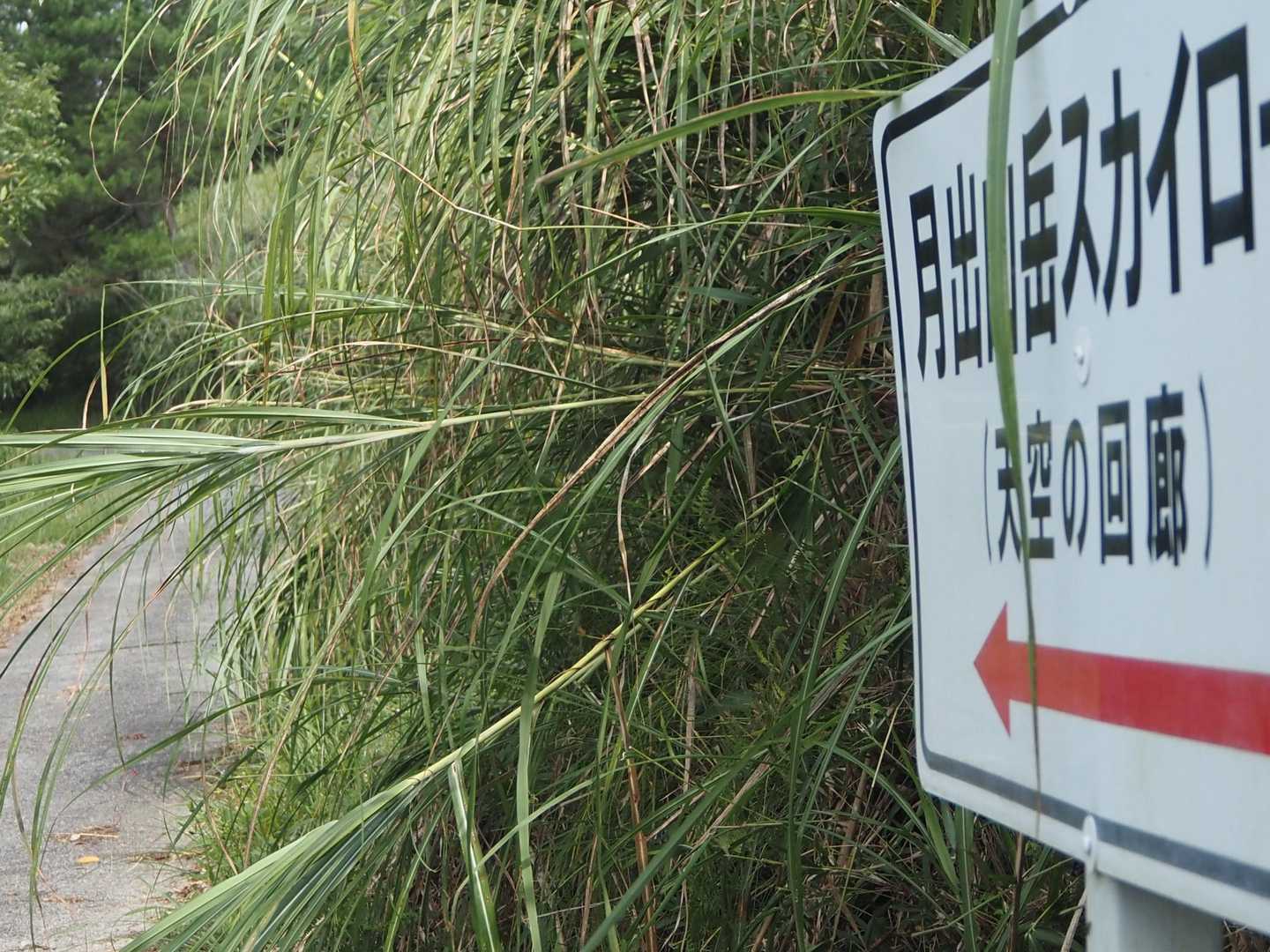 スカイロード(天空の回廊)
素敵な名前が付いた道だけど
延々と続く舗装路🥵