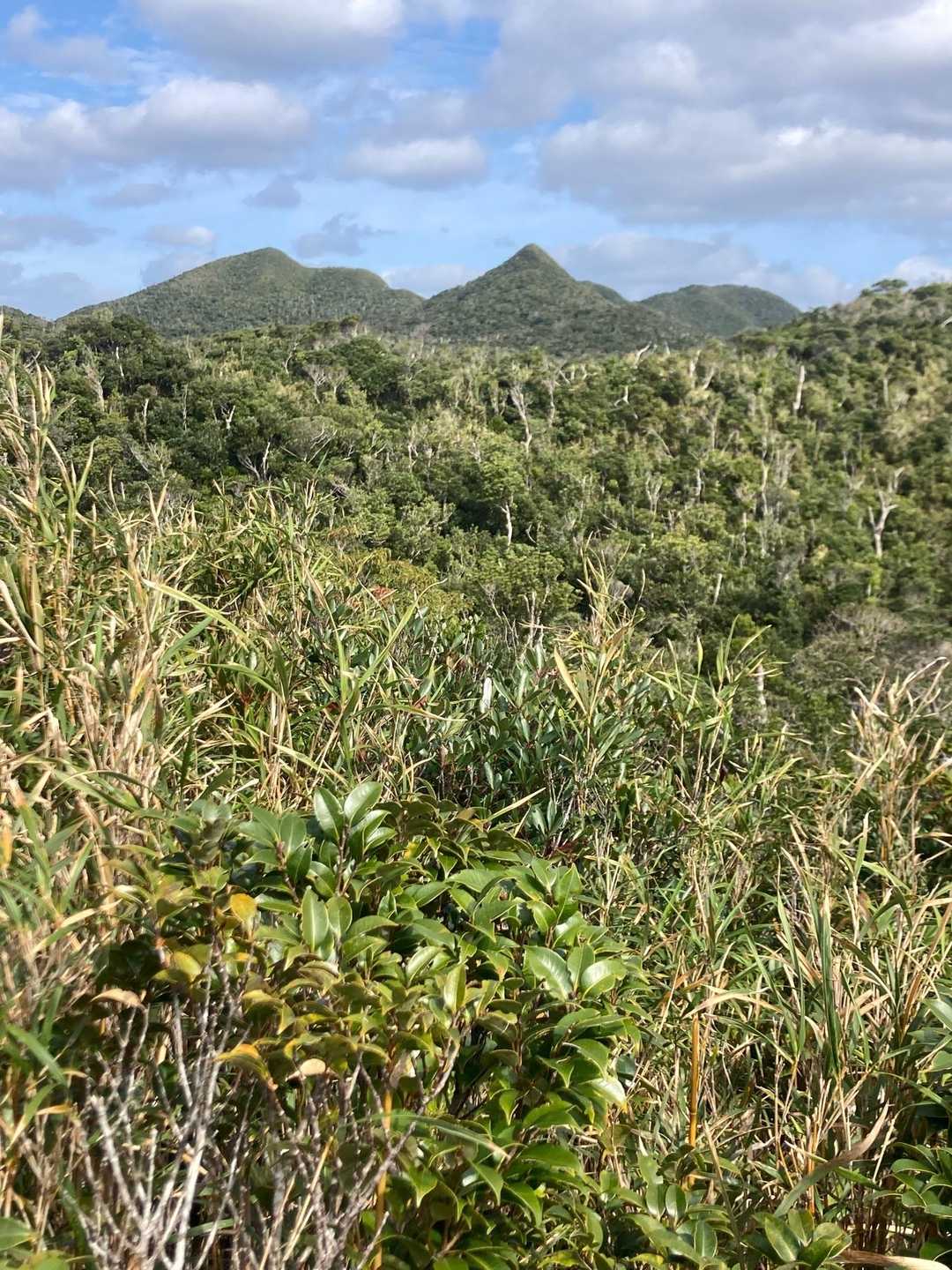 左側が玉辻山　