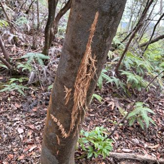 これやったのは誰ですかー⁉︎