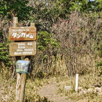 ダンガメ山
