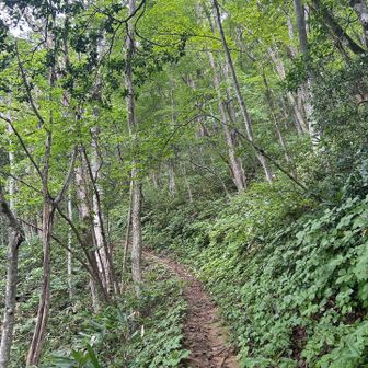けっこうずっと登る感じですが、飽きません