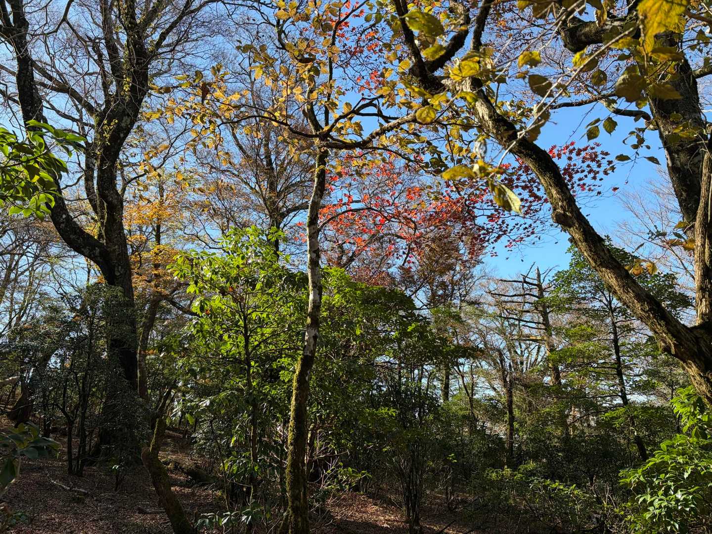 青空に紅葉した木々🍁🍁