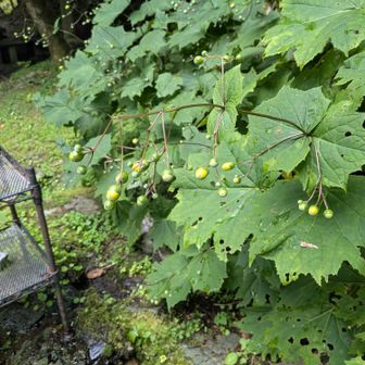 ダイヤモンド水後ろのキレンゲショウマはまだまだツボミですな