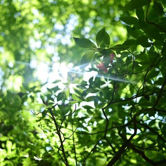 日差しは強いですが樹林帯歩きなので心地よい
写活には最高なのです