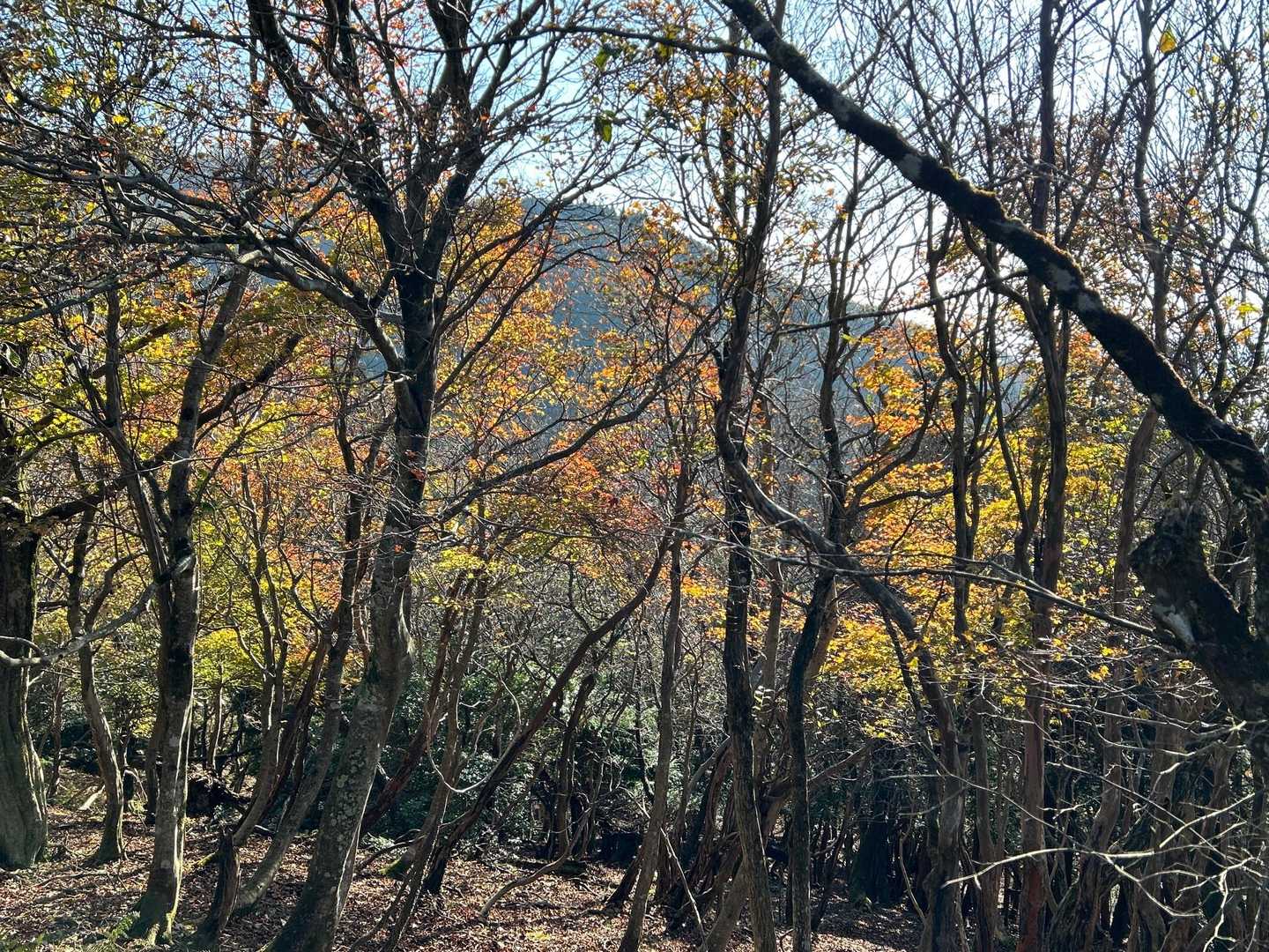 綺麗な🍁もまだあります