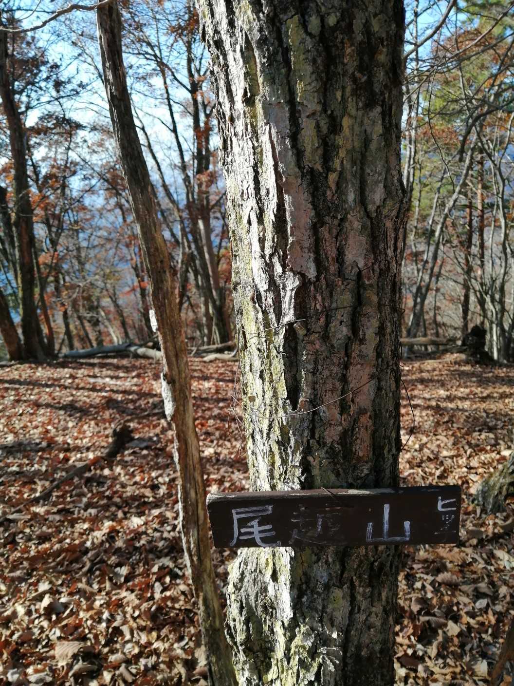 尾越山の写真