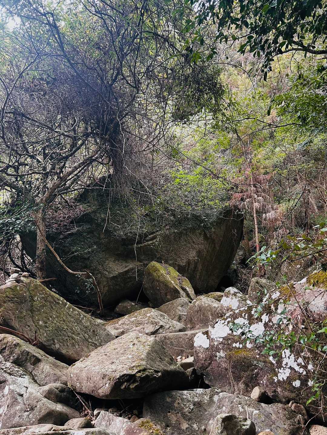 龍神宮-龍神山 往復コースの写真
