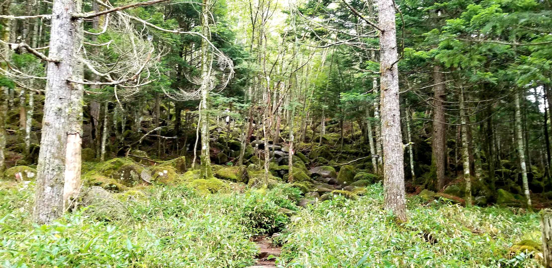 八ヶ岳感ある苔と低い笹