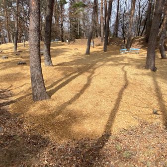 林城跡🏯
チップが撒かれてます。