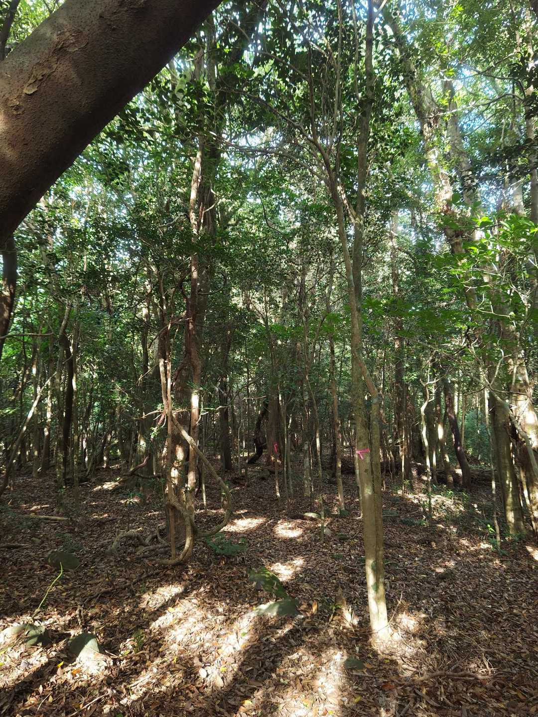 西岳登山口-冠岳-中岳-東岳 往復コースの写真
