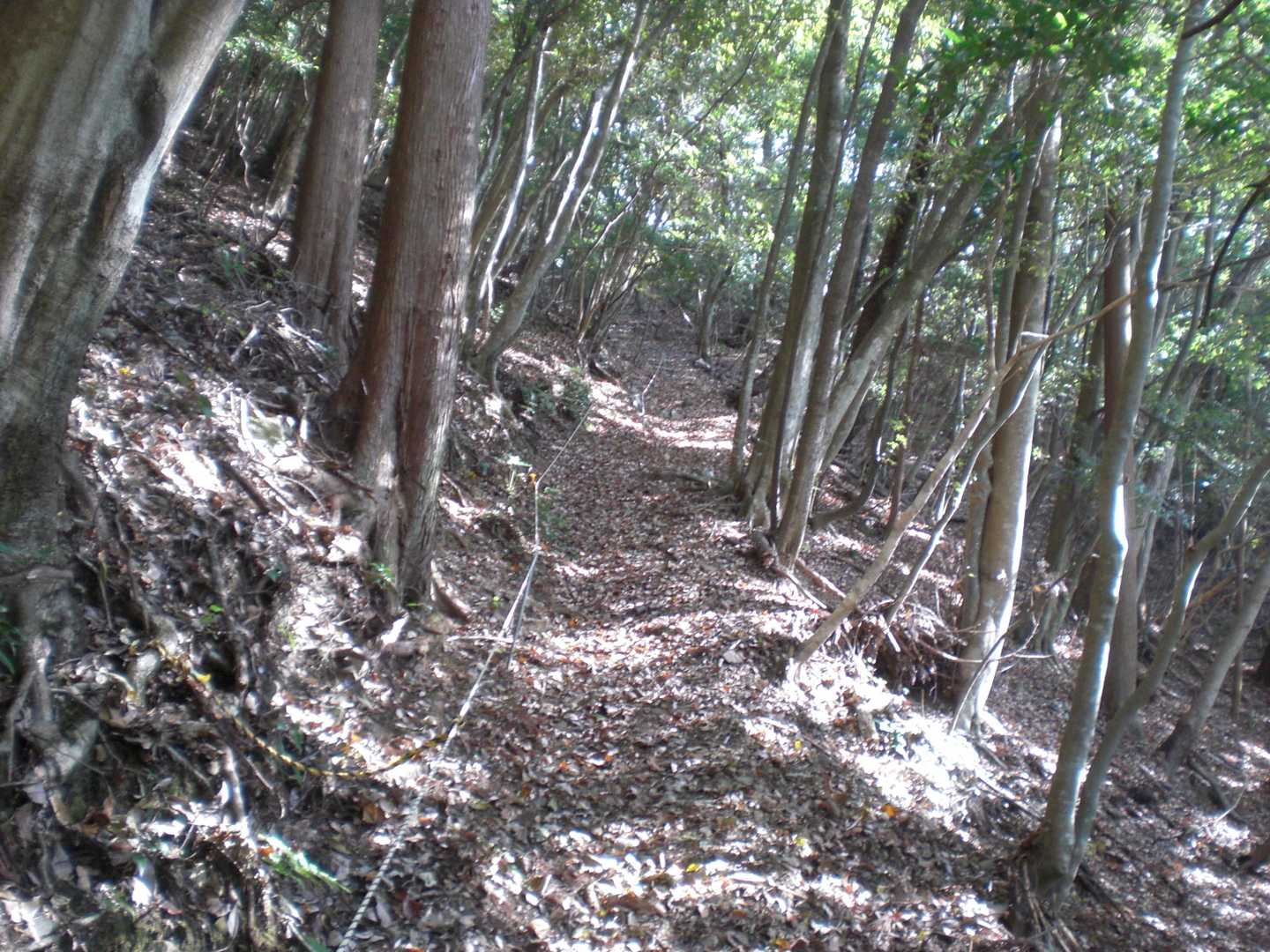 落葉の快適な道