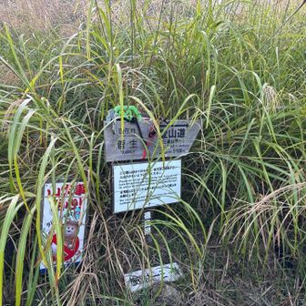 菅生登山口
ススキがいっぱい