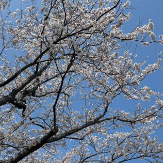 桜の下で🌸

素敵な一日をありがとうございました😊