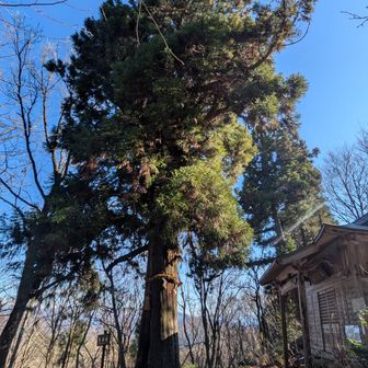 帰り道の天狗杉