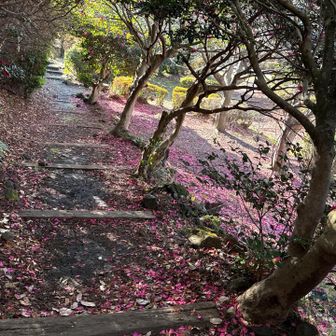 ピンク🩷の絨毯