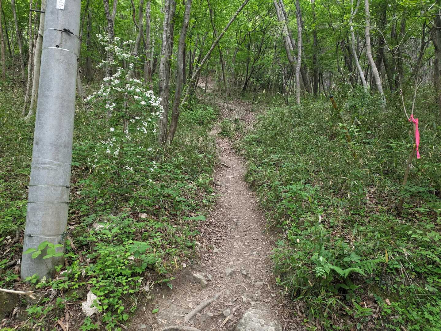 私一人だったらワープしてこちらの登山道行くけど今日は砂利の登山道で💦