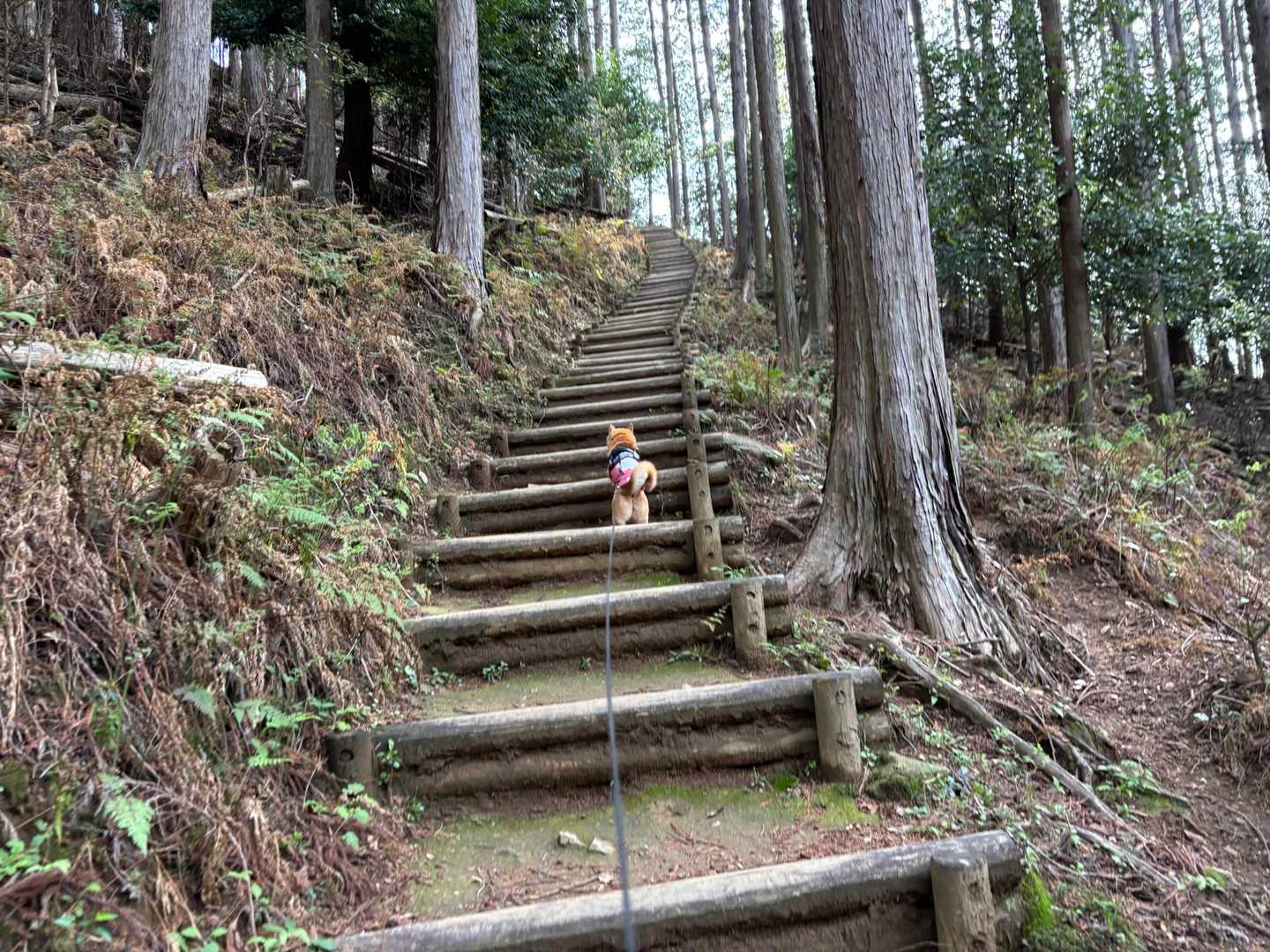 今日は森林公園からスタート
約300段の階段を登ります💦