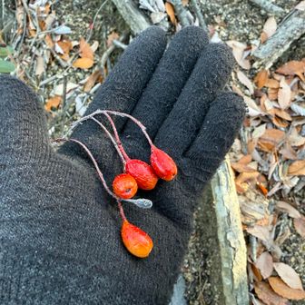 アズキナシかな？