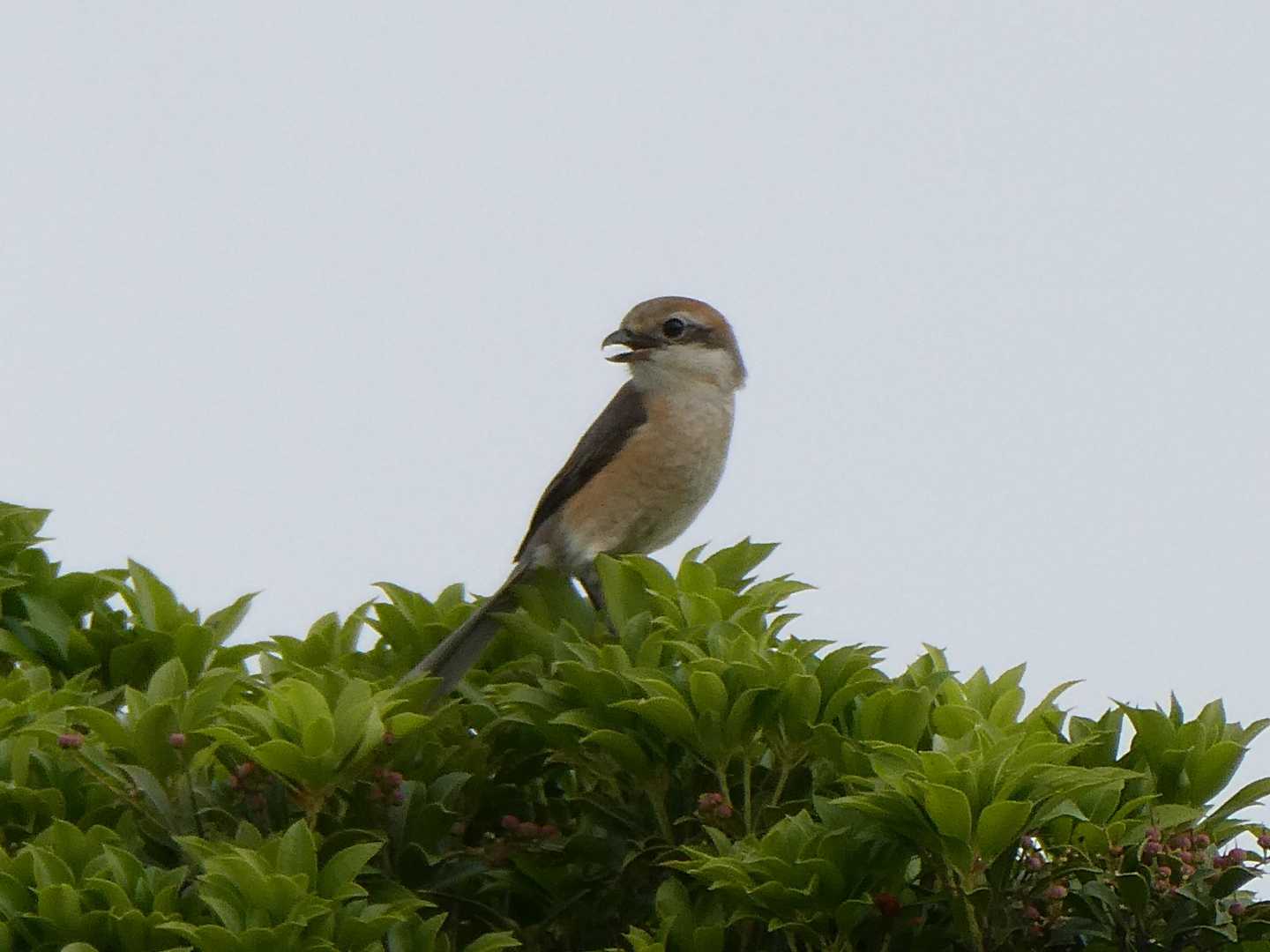 モズ♀