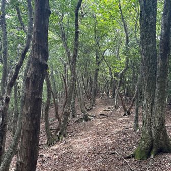 船谷山までも歩きやすい道が続く