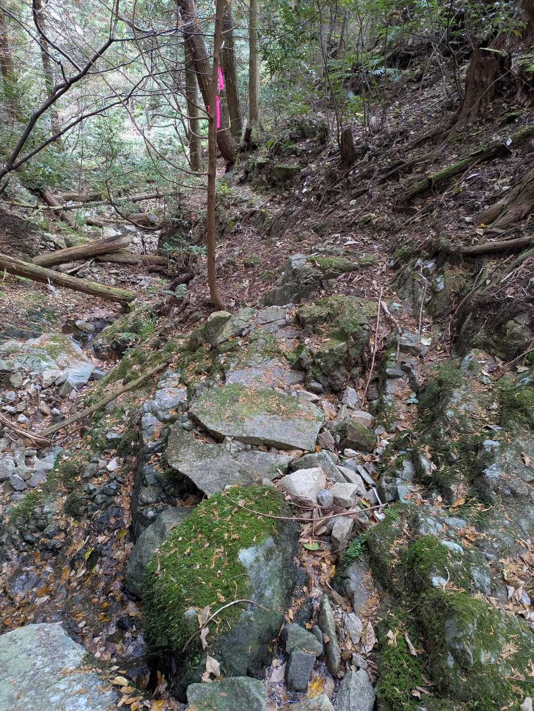 落ち葉ゾーンの後は小岩ゾーン
ワイルドな山が好きな人向けですな