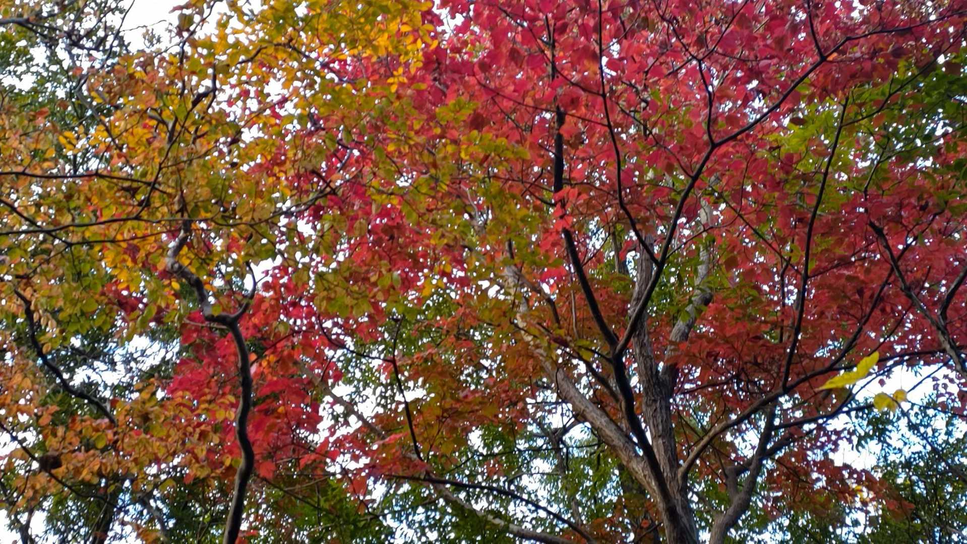 紅葉
