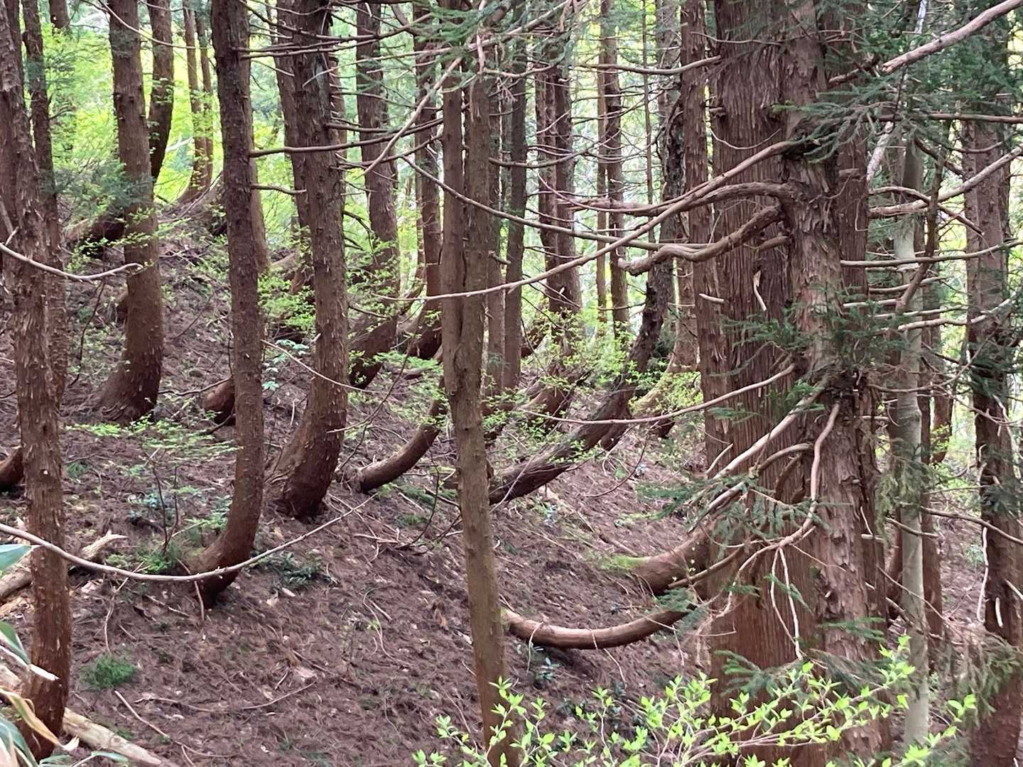 😳杉の木が曲がっているのは初めて見ました🌲豪雪地帯ならでは。