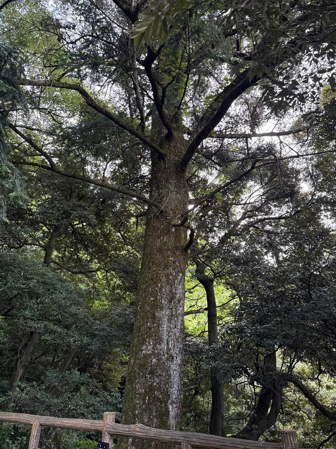モミ様🌲おはようございます