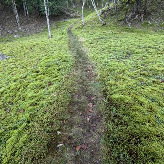 駐車場から分岐まで向かう道。こんなに苔だけじゃなかったはず