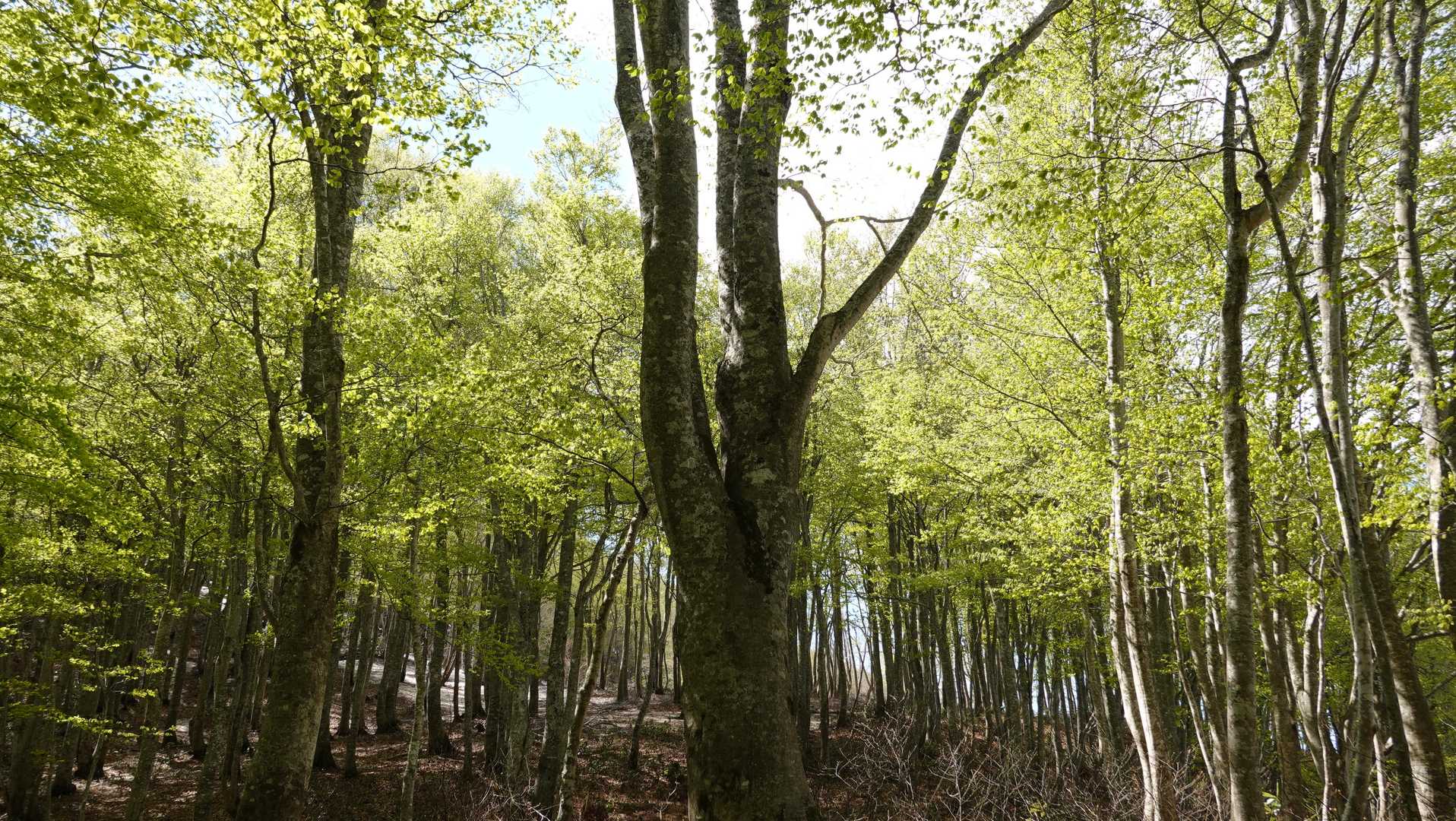 東岳登山口-東岳 往復コースの写真
