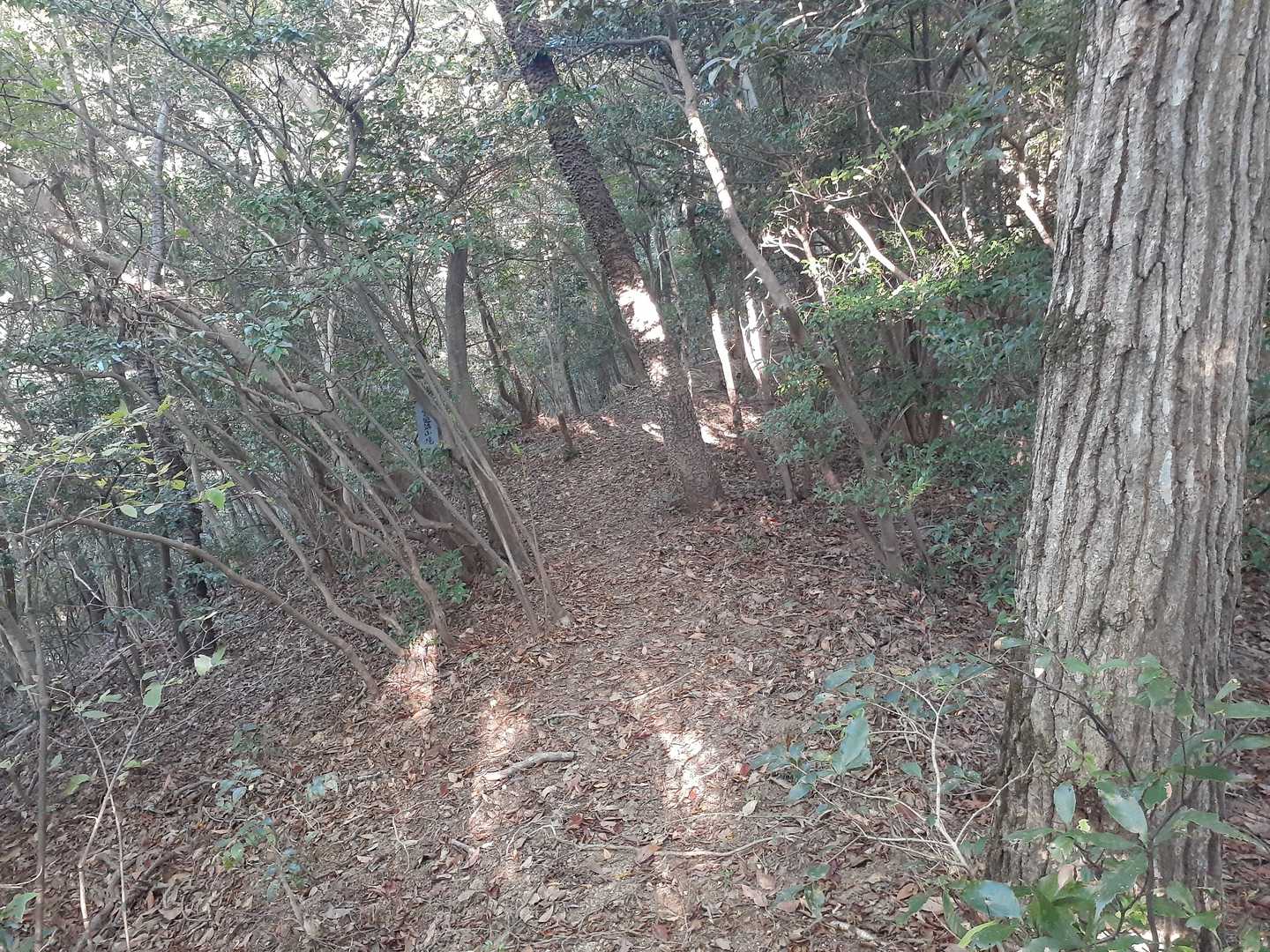 この、ザ・里山の雰囲気も何か久しぶりです。☺️