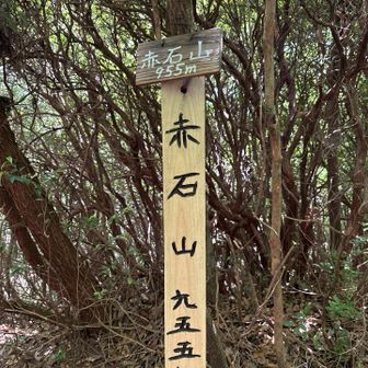 二座目、赤石山🏔️955m 眺望なし