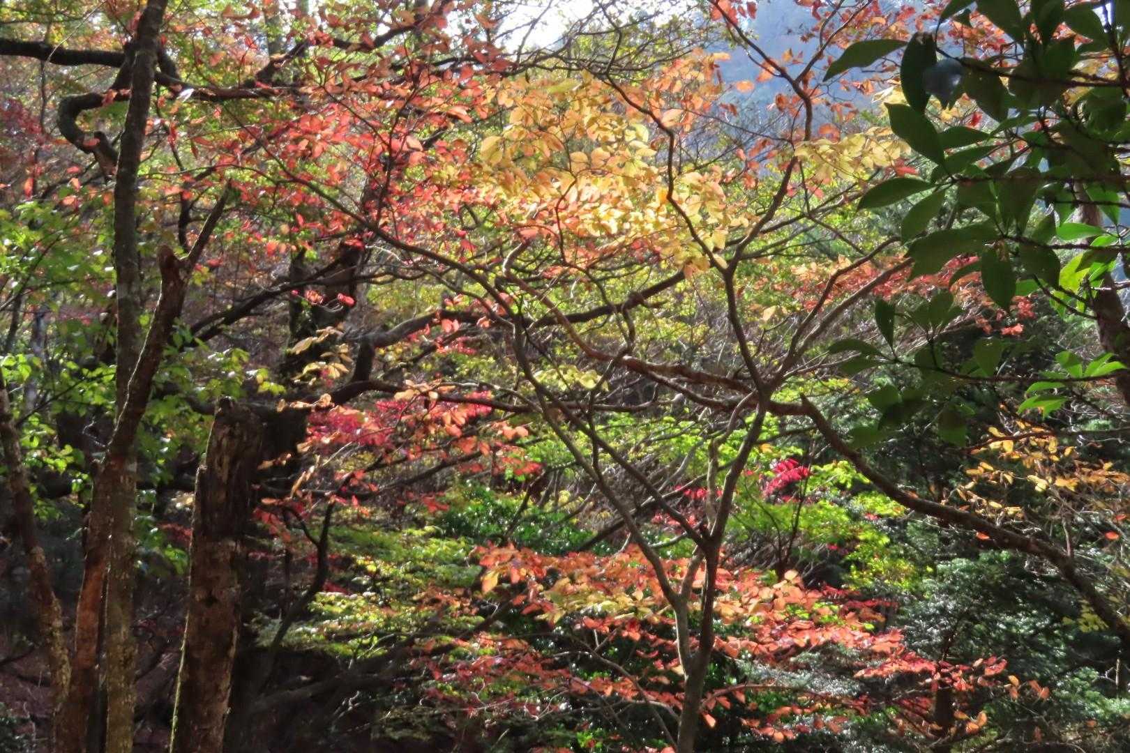 青石登山口-目丸山 往復コースの写真