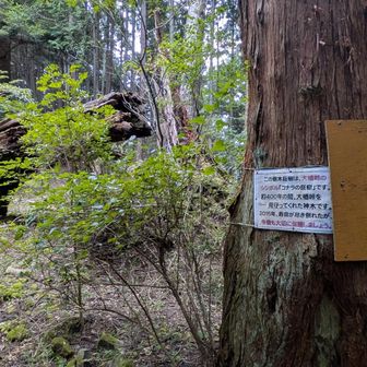 大楢峠到着。ここには樹齢400年のコナラの樹があったそうですが、倒れてしまっていました