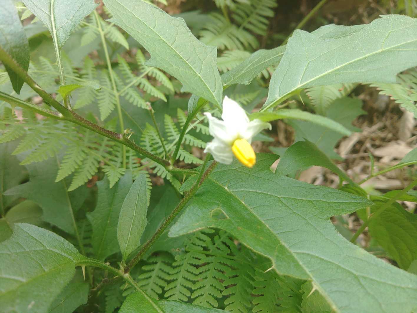 なすびの花？