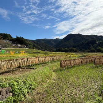 着いた、寺坂棚田
はぜ掛けの良い風景