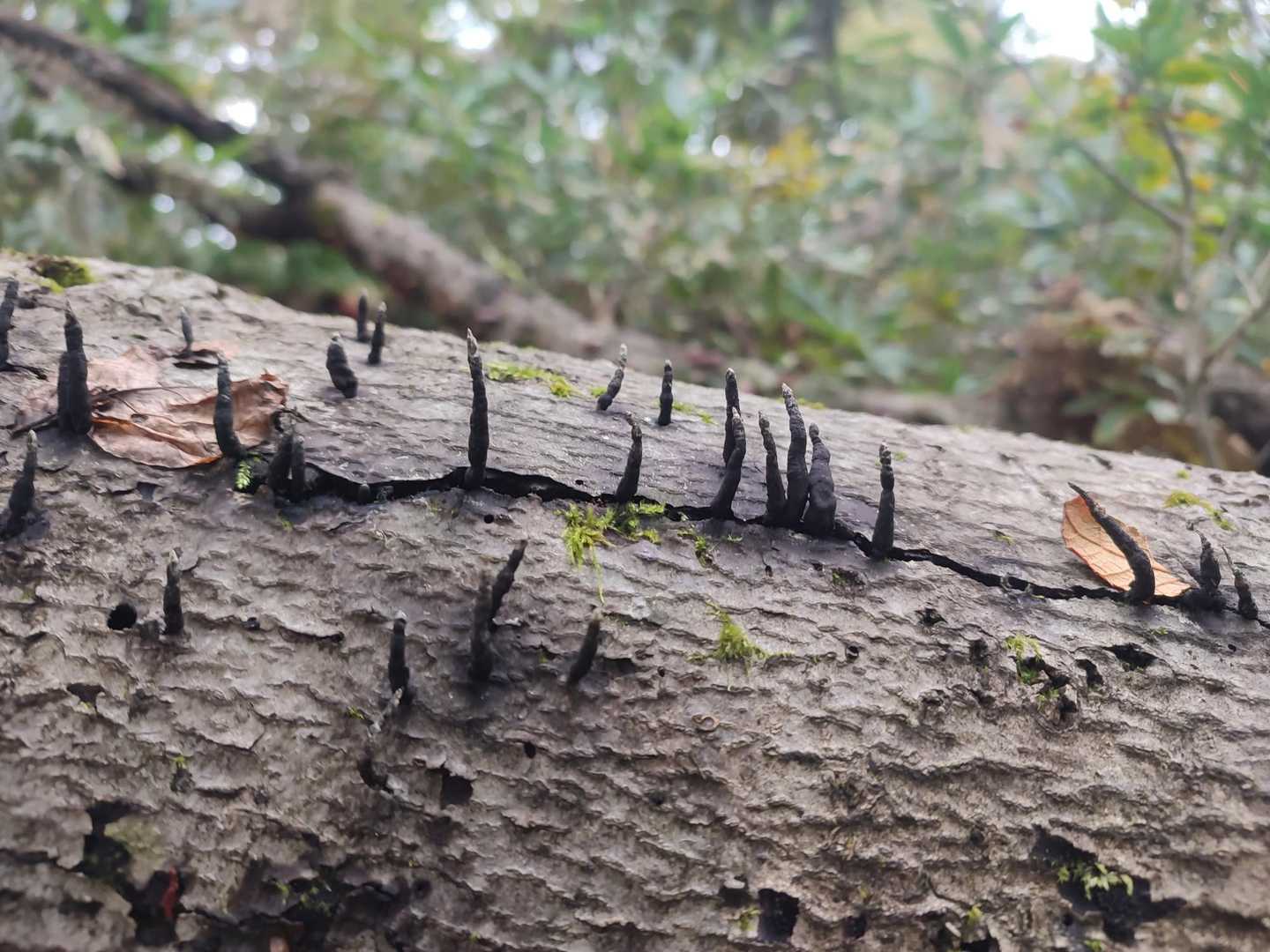 これも菌？