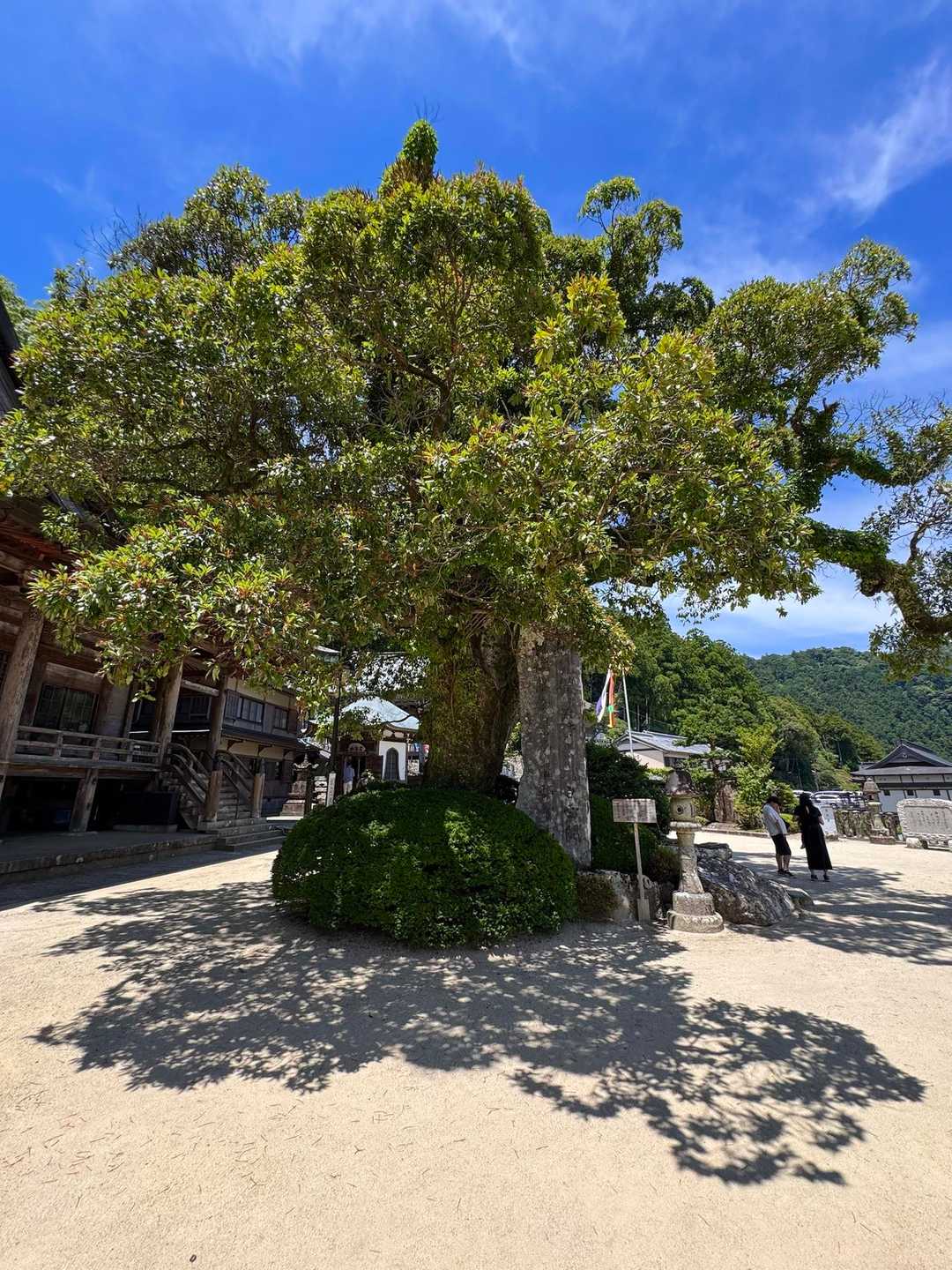 巨木タブノキ