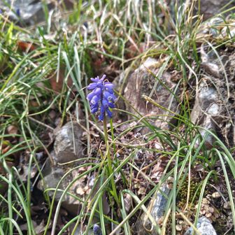 この花好きなんだ〜